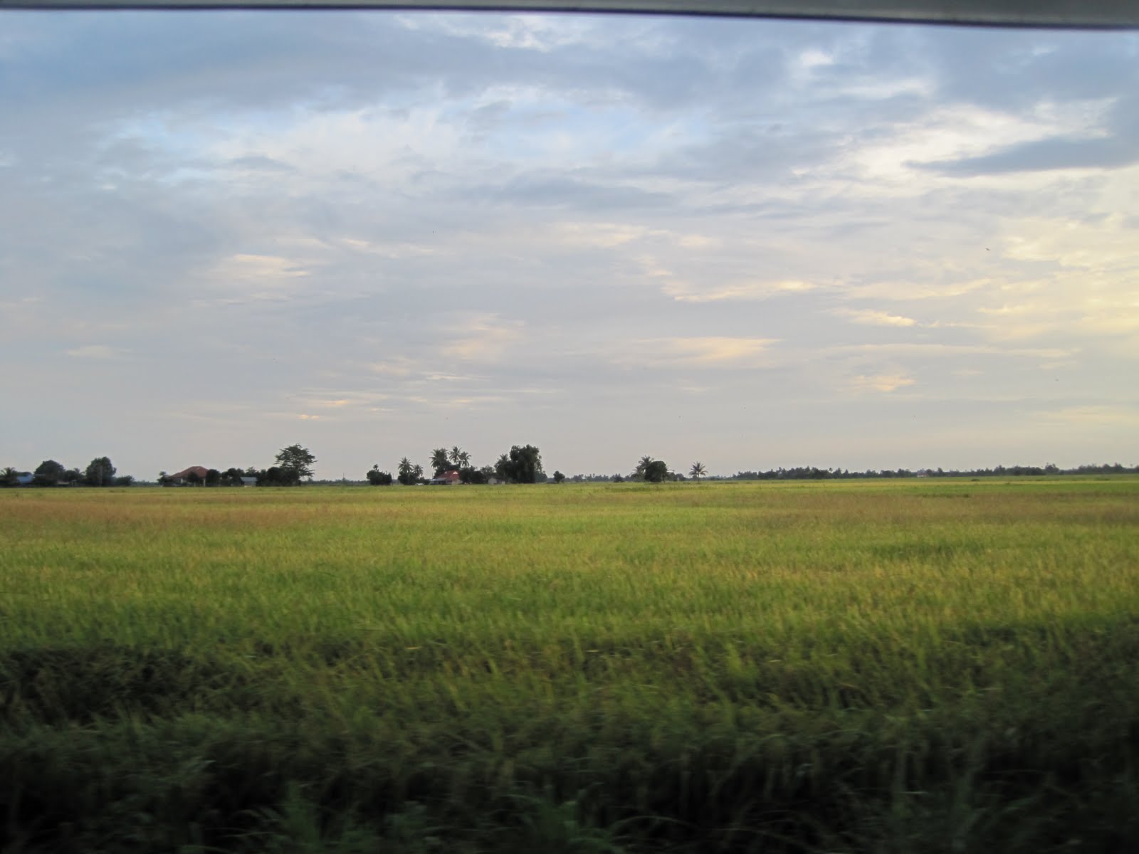 arau paddy field