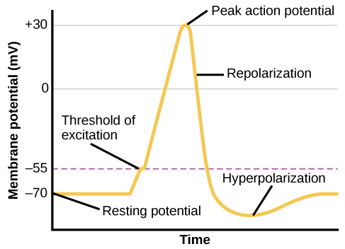 Peak Action Potential