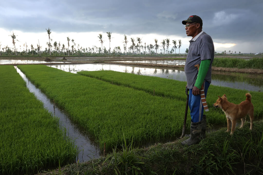 leyte paddy fields