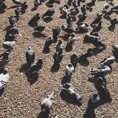 The pigeons at Hyde Park